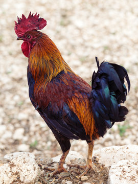 Rooster is looking for food in farmyard