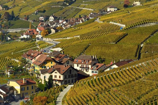 Vineyards in autumn with view of winemaking villages Epesses and Riex, Lavaux, Canton of Vaud, Switzerland, Europe