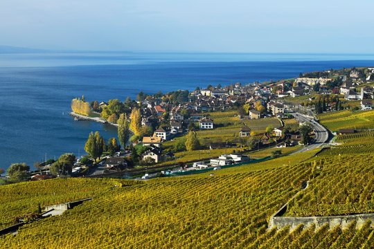 Vineyards in autumn with a view of the wine-producing Cully village, Lavaux, Canton of Vaud, Switzerland, Europe