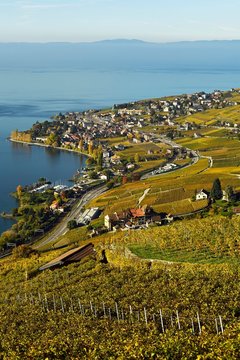 Vineyards in autumn with a view of the wine-producing Cully village, Lavaux, Canton of Vaud, Switzerland, Europe