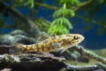juvenile freshwater fish Chinese sleeper, Perccottus glenii, rest on driftwood in biotope aquarium,...