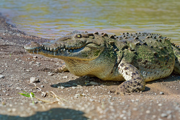 American Crocodile - Crocodylus acutus species of crocodilian found in the Neotropics.