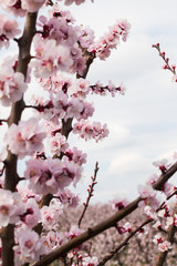 Spring blooming of apricot tree