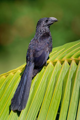 Groove-billed Ani - Crotophaga sulcirostris tropical bird in the cuckoo family, long tail and a large, curved beak. Resident species from Texas, Mexico to Colombia and Venezuela, Ecuador, Peru