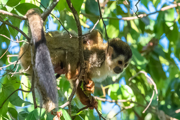 Fototapeta premium capuchin, monkey on a tree in the jungle, mother and baby on its back, Costa Rica
