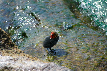 Junge Blässhühner, Blässhuhn Küken mit großen Füßen an einem See