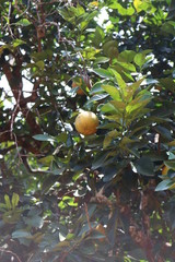 Zanzibar farma przypraw © Agnieszka Oleksiak