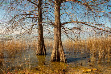 Shore of Lake Garda with bald cypress swamp trees (Taxodium distichum) in a reed of Phragmites australis, Lazise, Veneto, Italy