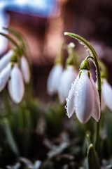 Obraz premium Snowdrop