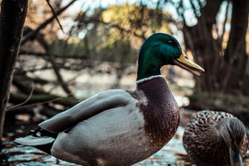 Wild Duck