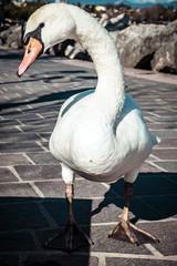 swan on pavement