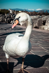 swan in Italy