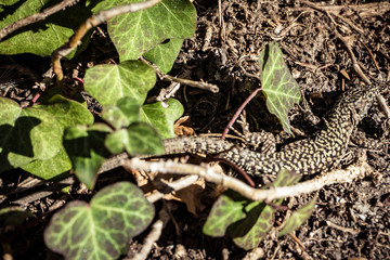 Lizard