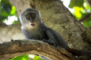 funny monkey on tree branch