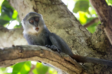 monkey sit on tree brunch