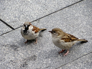 Two sparrows on Puerta Del Sol square in Madrid, Spain