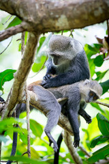 two monkeys on tree