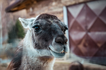 Obraz premium Lama Glama at zoo