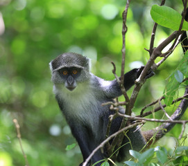 monkey in green forest
