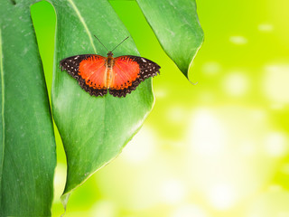 Red and black butterfly resting on leaf.
