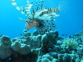 Tauchgang im Roten Meer