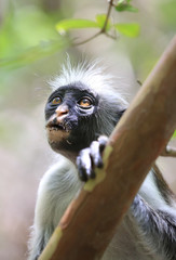 portrait red colobus monkey