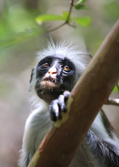 young red colobus monkey