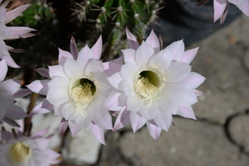 Blüten eines Kaktus
