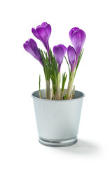 Krokus w blaszanej doniczce © Grzej