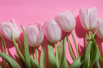 Pretty pink tulips