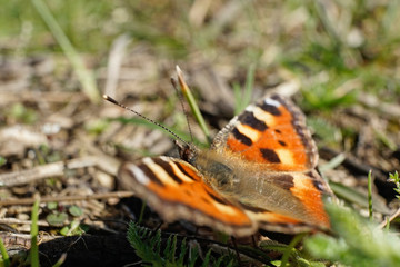 Schmetterlinge Deutschland - Kleiner Fuchs