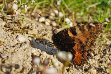 Schmetterlinge Deutschland - Kleiner Fuchs