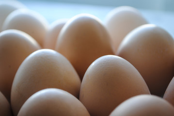 Chicken Brown Eggs