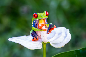 Red-eyed Tree Frog, Agalychnis callidryas, sitting on the green leave in tropical forest in Costa Rica.