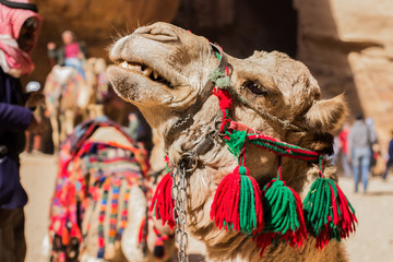 animal camel portrait tourism travel and sightseeing Middle East entourage photography in Petra Jordanian heritage famous site 