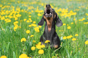 beautiful dachshund dog, black and tan, having fun, barking loudly, lifting his head up, on a meadow of dandelions and green grass in the spring.