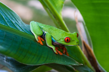 Red-eyed Tree Frog, Agalychnis callidryas, sitting on the green leave in tropical forest in Costa Rica.