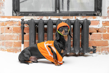 Dachshund dog, black and tan, sits on the background of a dirty window and a brick wall and heater,...