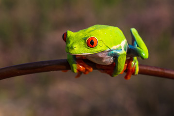 Red-eyed Tree Frog, Agalychnis callidryas, sitting on the green leave in tropical forest in Costa Rica.
