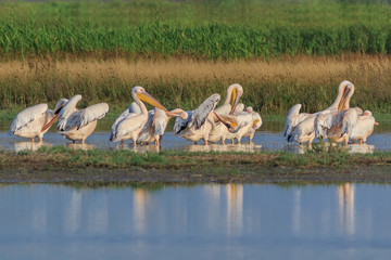 Fototapeta premium white pelicans in Danube Delta, Romania
