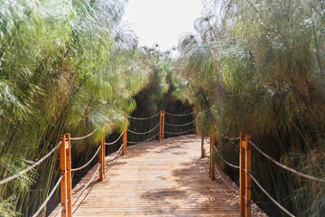 Wooden road through cyperus papyrus green plants
