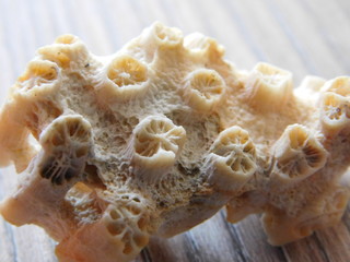 shell of corals © Michaela Holubová