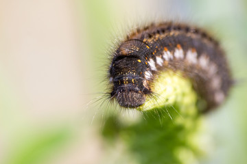 unique hairy black caterpillar with yellow spots close-up portrait sitting on blade of grass on green background on bright summer sunny day. soft focus and copy space