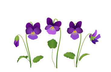 Sammlung von Veilchen Blumen,   Frühlingsblumen zur Ostern, Vektor Illustration isoliert auf weißem Hintergrund