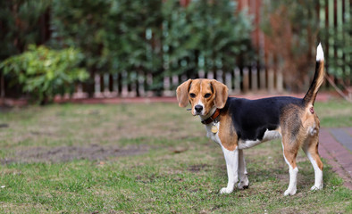 portrait of a beagle dog, stands in the garden and looks at the camera, Poland