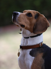 portrait of beagle dog, closeup