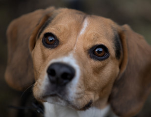 portrait of beagle dog, closeup