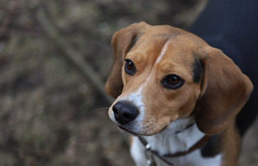 portrait of beagle dog, closeup