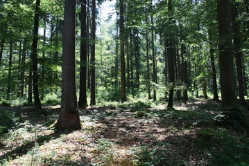 wald