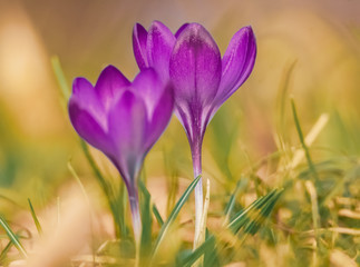 Fototapeta premium Krokusse in der Frühlingssonne